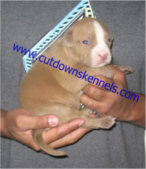 Blue Pitbull Breeder Bullys