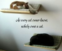 As Every Cat Owner Knows, Nobody Owns A Cat.