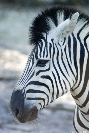 On Beyond Zebra Quotes http://www.forum.hr/showthread.php?t=484053 ...