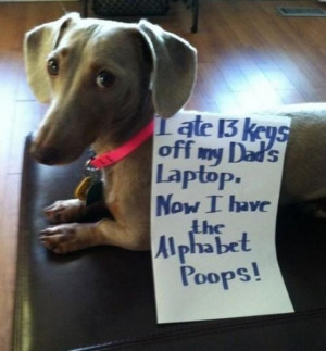 funny-picture-alphabet-poops-dog-shaming