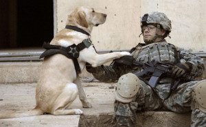 Report: U.K. Government Has Euthanized Over 800 Military Working Dogs