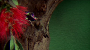 Hummingbird, Wing (Animal), Drinking, Flower, Flying (Flight), Eating ...