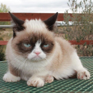 cats rule the internet but they don t know it in 2012 this unhappy cat ...