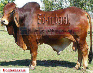 Happy Eid ul Azha Bakra Eid Qurbani Bakra Hd Wallpapers Images Quotes ...