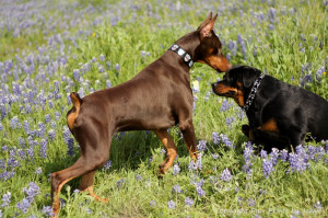 If you don't train them, don't blame them