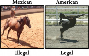 The TRUTH about Horse Tripping in the U.S.