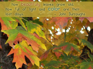 Autumn Quote: How beautifully leaves grow old. How full... Autumn (3)