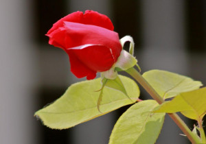 Michael Douglas Throat Cancer Quote