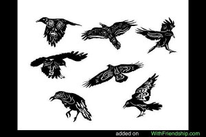 Little Crow (bird) Picture Slideshow