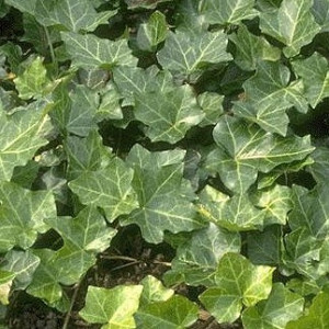 English Ivy (Groundcover)