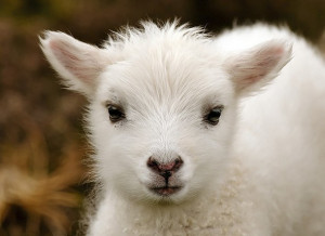 animal, animals, cute, fluffy, lovely, pets, sheep