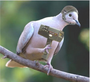 http://www.funnyjunksite.com/pictures/funny-bird-pictures/funny-pigeon ...