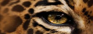 Leopard Eye Facebook Cover