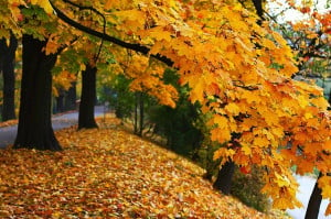 Autumn, Fall, Season, Colors, Nature, Landscape