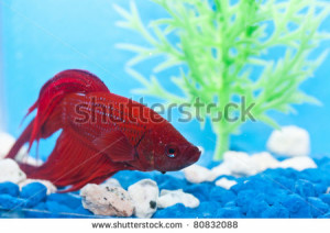 Post Your Marble Betta Fish