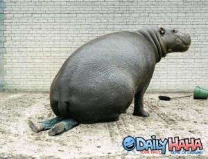 ... static.gotsmile.net/images/2010/10/07/hippo_sitting.jpg_1286401904.jpg