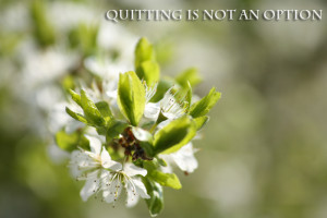 Photoquote 18 quitting is not an option