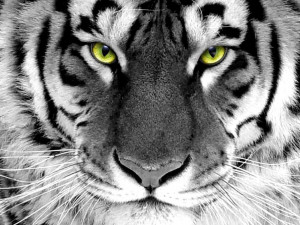 White Tiger HD Wallpaper #2047
