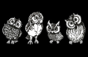 ... art cute birds owls transparent cute owls owl drawing transparent owl