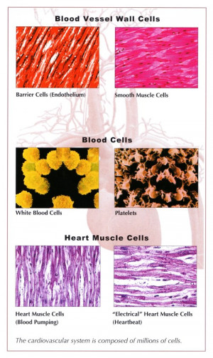 cardiovascular heart disease