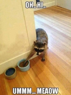Sneaky Raccoon