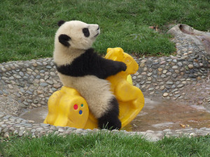 Labels: Animal Pictures , Baby Animals , Funny Animals , Pandas