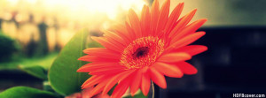 The best pretty new gerbera flower fb cover photo is customized for ...