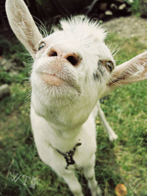 Funny Goat Pictures Funny goats pictures
