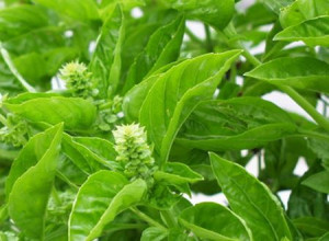 etymology the word basil comes from the greek basileus meaning