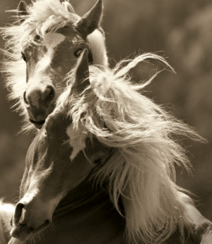 Horse Art Photography...