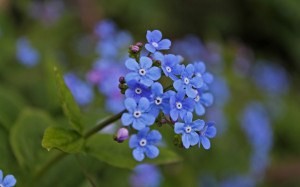 Forget-me-not background