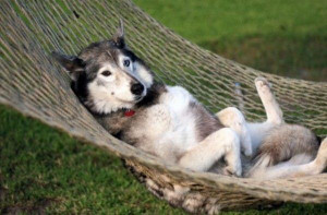 Having Out Relaxing Dog - Return to Funny Animal Pictures Home Page
