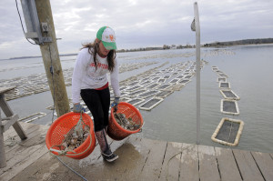 Maryland Chesapeake Bay Oysters