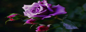 Purple rose timeline cover, roses timeline cover photo