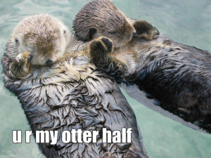 Funny animal captions, animal pictures with captions, lol animals