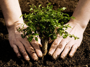 Plant a tree for someone today at Tree Givers.com
