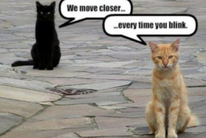 funny moving pictures