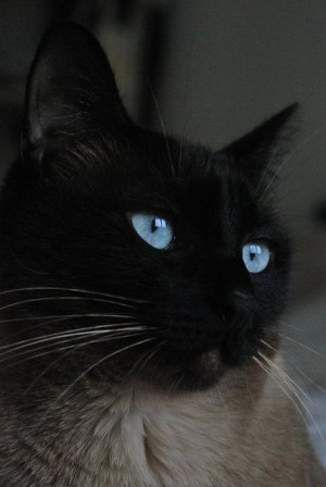 It is in their eyes that their magic resides.