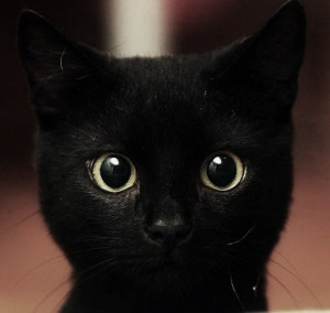 黑猫~~~~