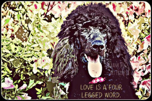... poodle drawings | Standard Poodle Floral 8x10 Art Print With Quote
