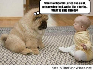 Funny chow chow talking to baby human