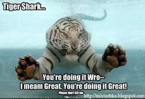 funny_pictures_tiget_shark_is_doing_it_right_SHARK_WEEK_2010-s468x320 ...