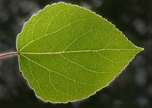 Aspen Tree Leaf Venation