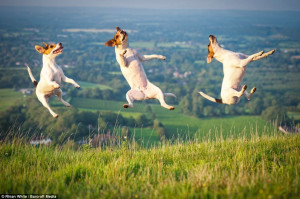 In suspense: Arty the Jack Russell leaps through the air in this ...