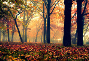 trees orange nature autumn