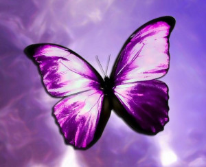 Butterflies Purple Butterflies ♡