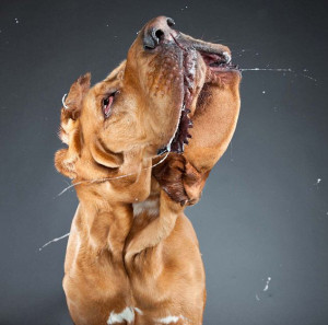 ... /2012/08/funny-cute-dog-pet-photography-carli-davidson-bloodhound.jpg