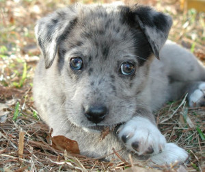 This Aussie Shepherd Mix