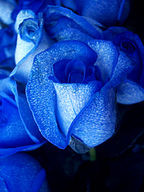 You — well, you're — Blue Roses !
