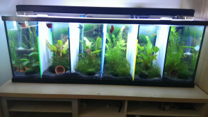 multiple betta fish tanks